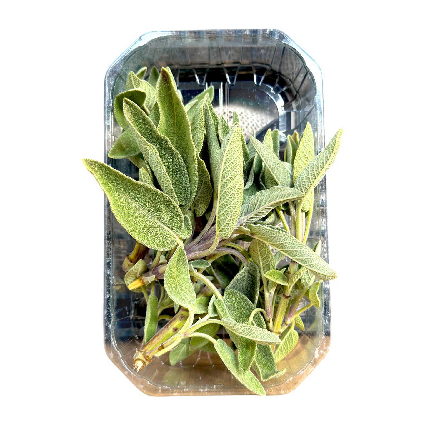 🟣 Salvia Fresca Selezionata – Confezione 30Gr - Nature King