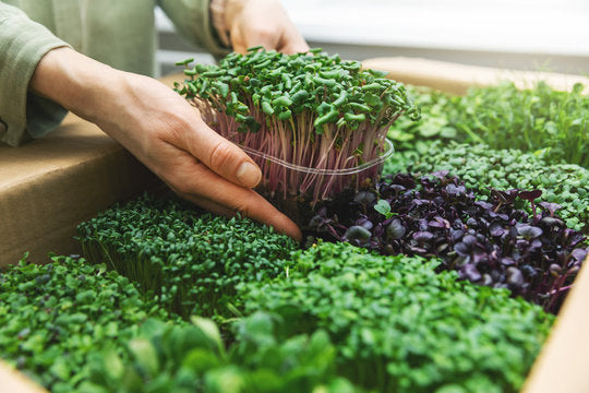 Microgreens Gourmet – Erbe e Germogli per Chef
