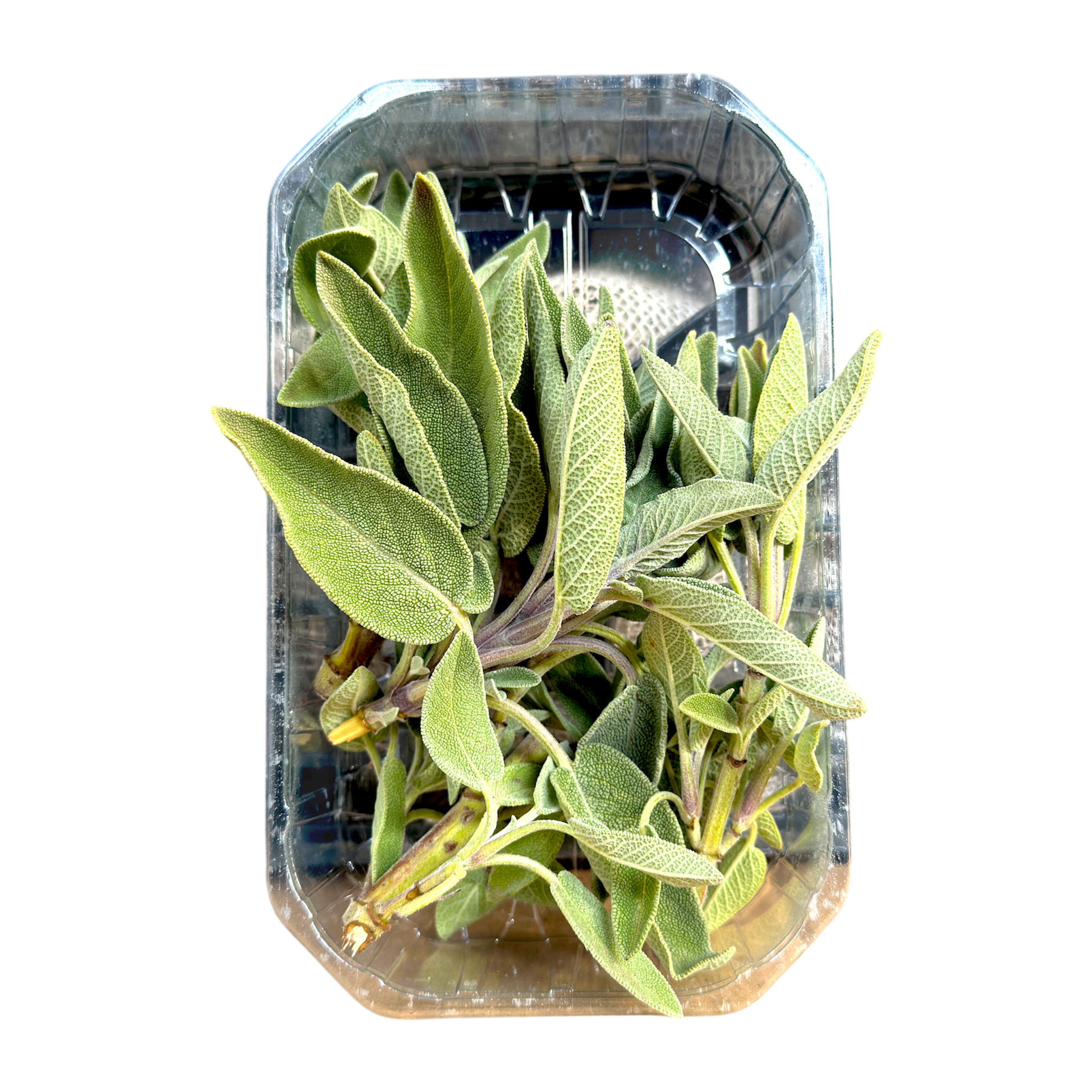 🟣 Salvia Fresca Selezionata – Confezione 30Gr - Nature King