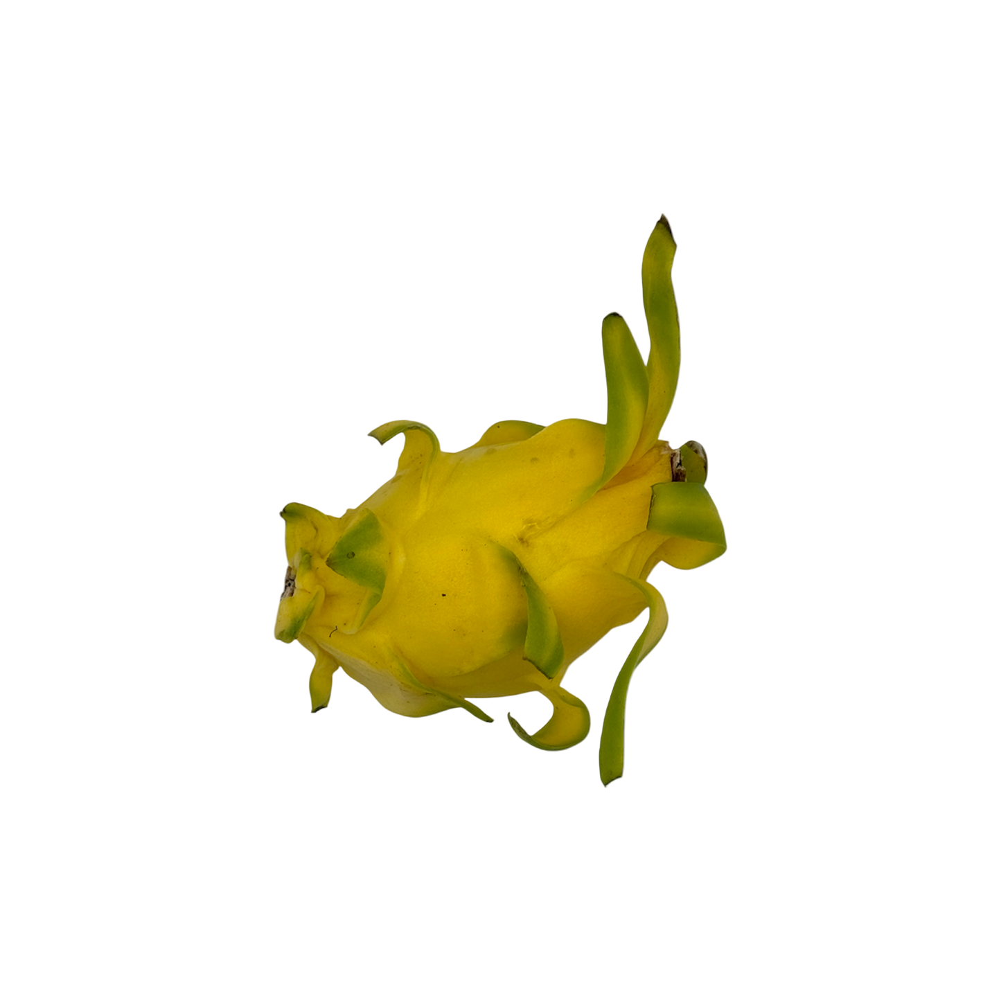 🟠 Dragon Fruit Giallo Topicale - Nature King