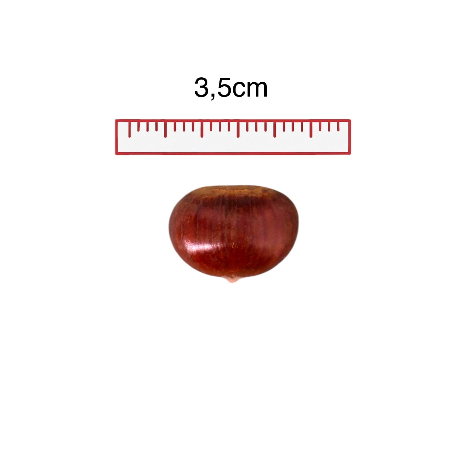 🟡 Marroni del Piemonte – Scelti per la loro Qualità Unica 80/85 - Nature King