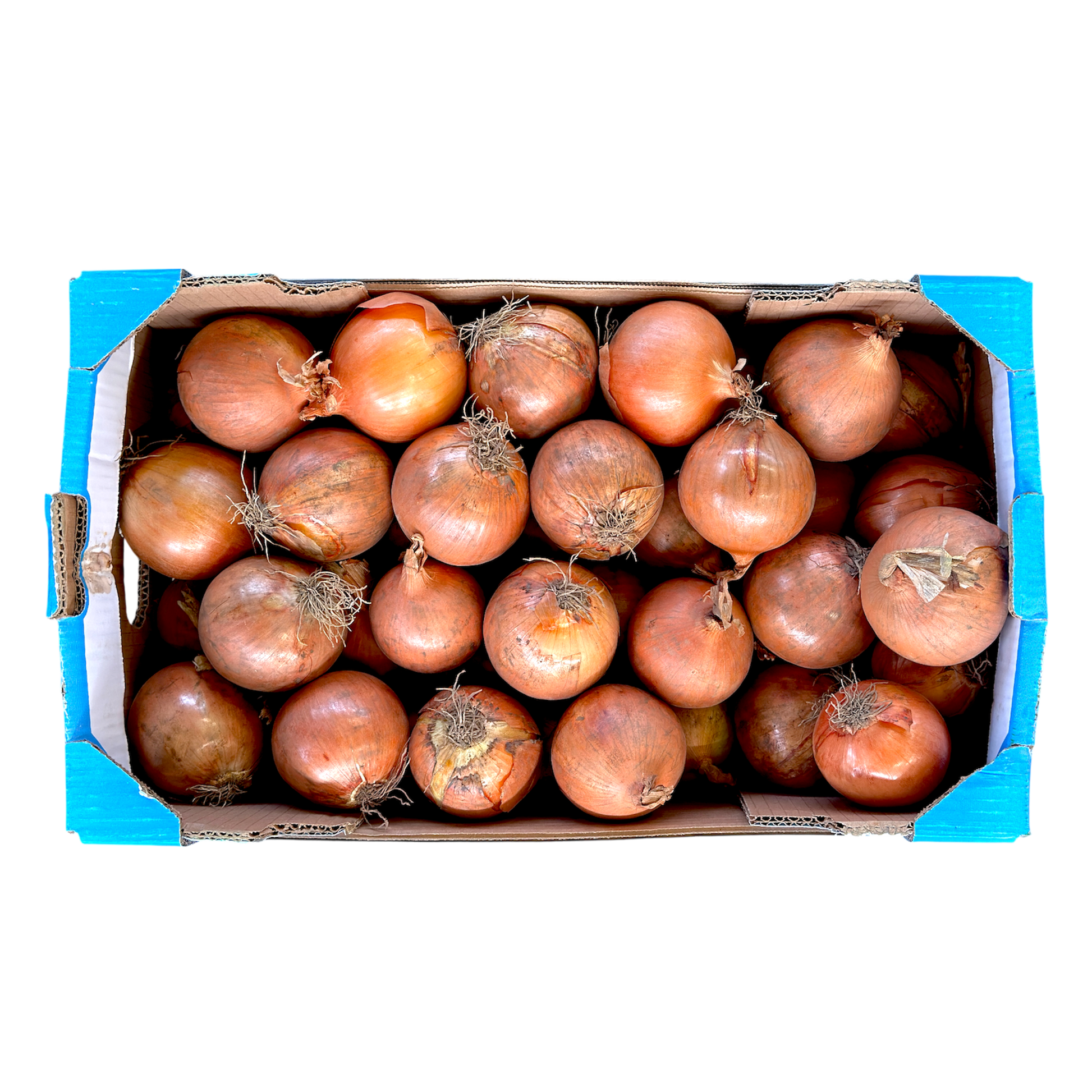 Cipolle gialle - Nature King