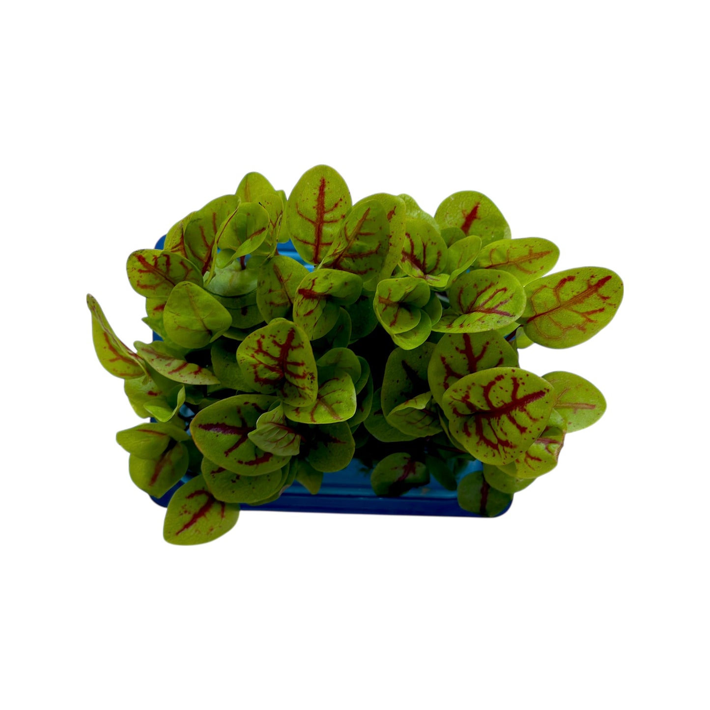 🌱 Vene Cress Koppert Cress – Microgreen Gourmet per Chef - Nature King