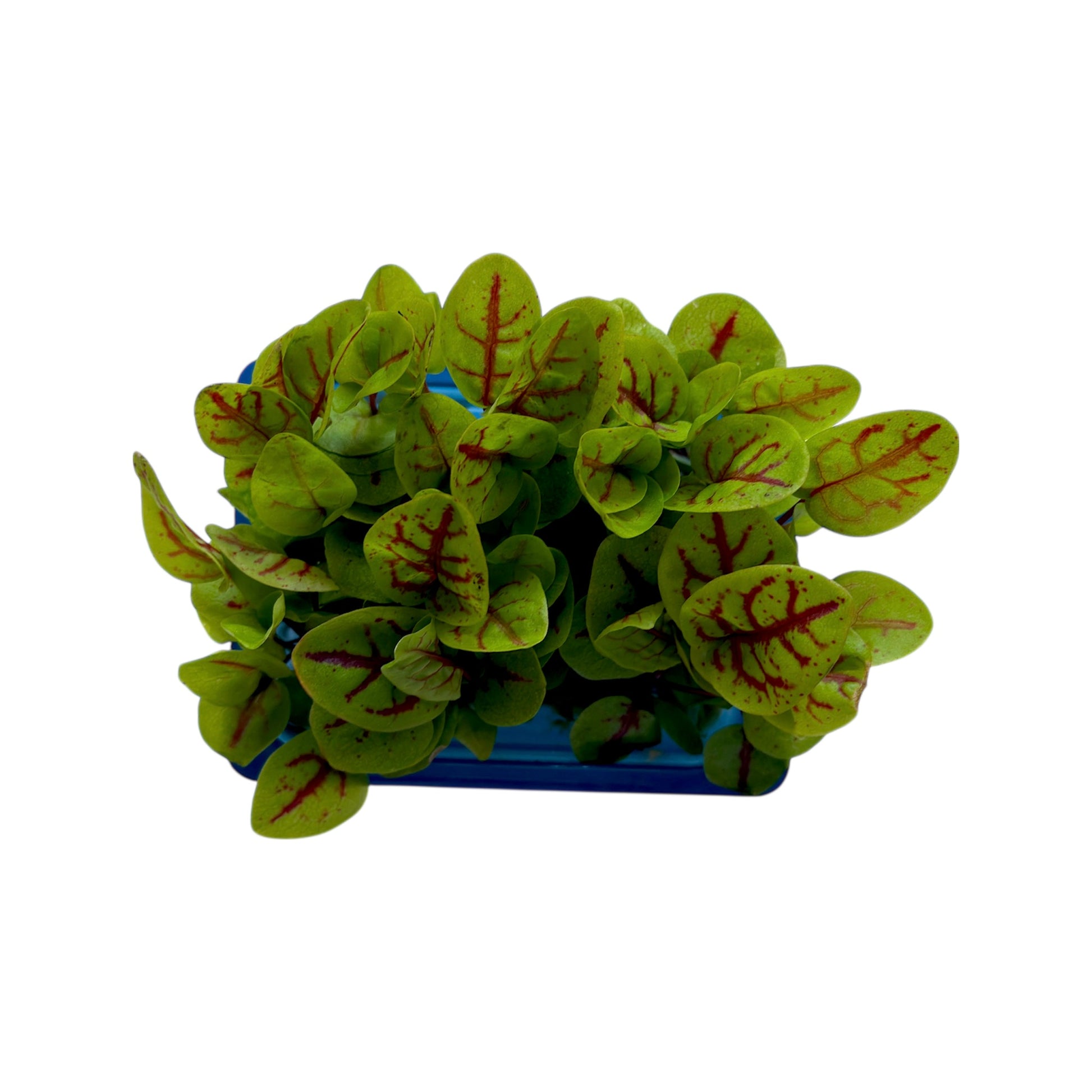 🌱 Vene Cress Koppert Cress – Microgreen Gourmet per Chef - Nature King