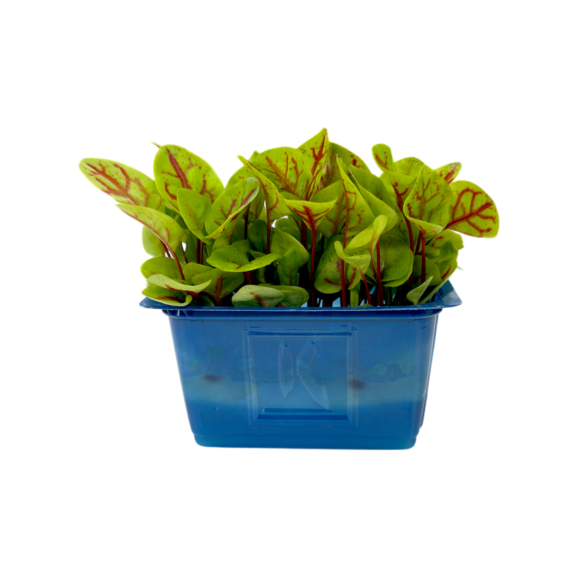 🌱 Vene Cress Koppert Cress – Microgreen Gourmet per Chef - Nature King