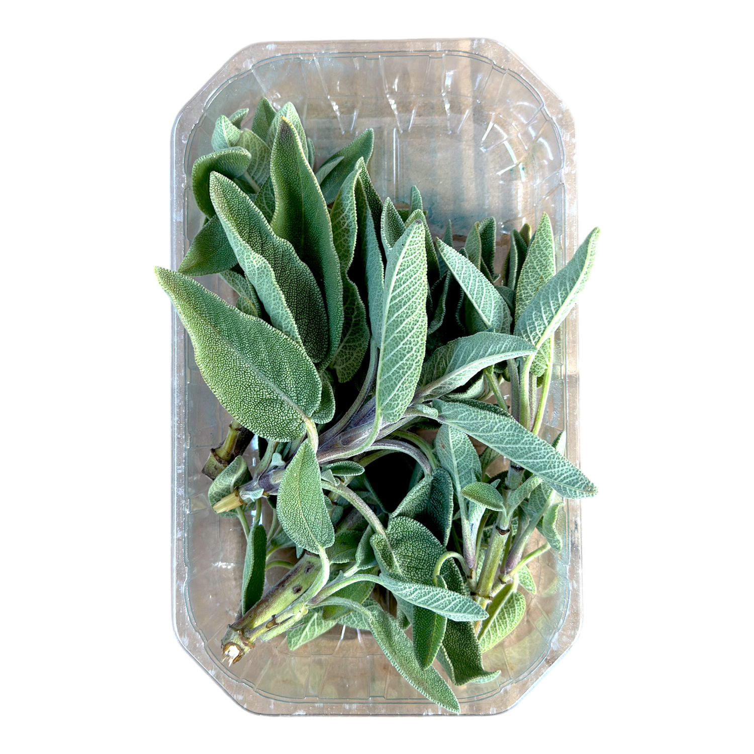 🟣 Salvia Fresca Selezionata – Confezione 30Gr - Nature King