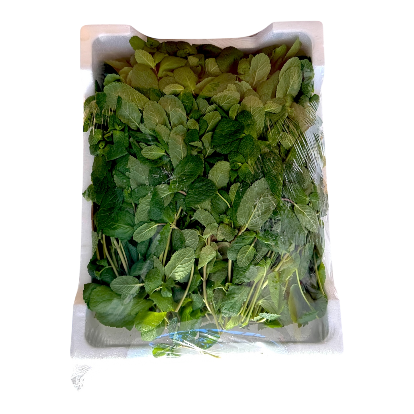 MENTA DA KG