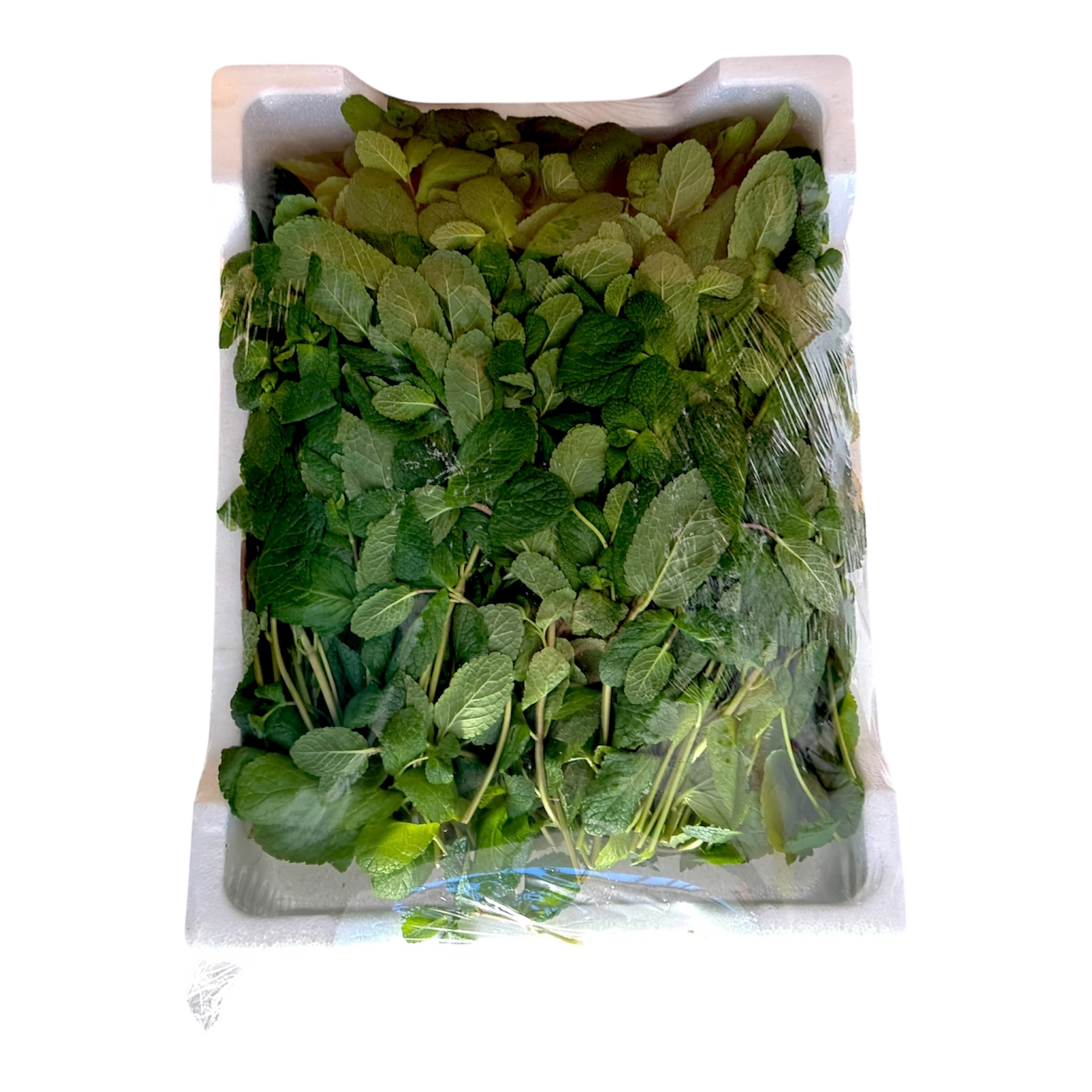 MENTA DA KG