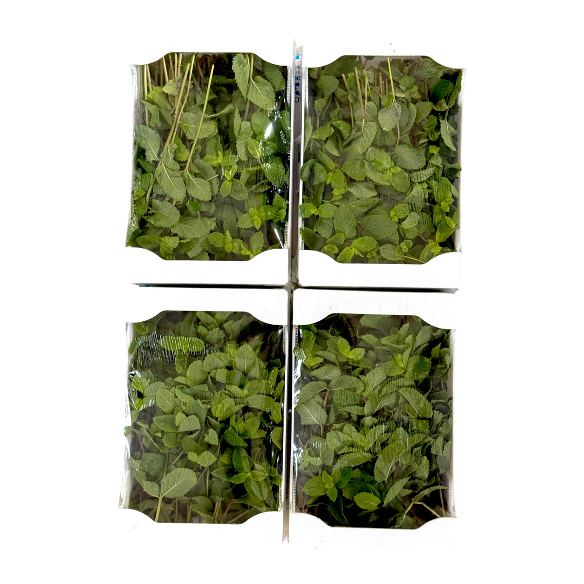 Menta fresca in vaschetta da 250 gr, confezione da 4 | Nature King