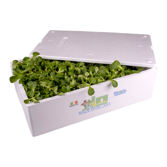 🥗 Valeriana Lavata – Pronta all’Uso - Nature King